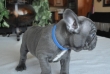 french bulldog for good home